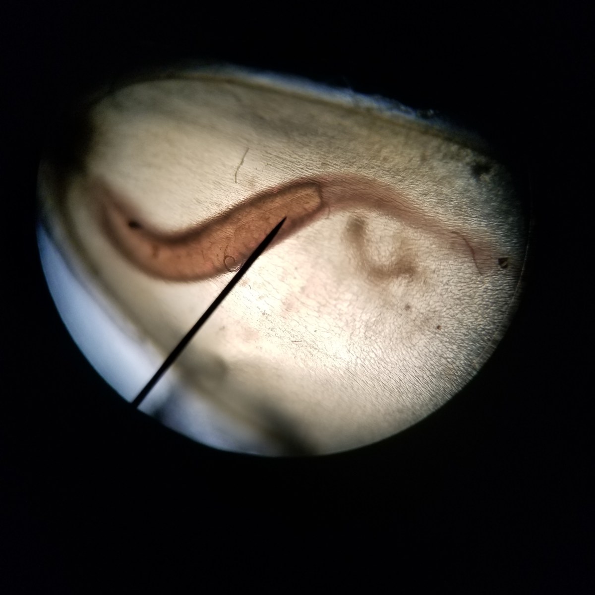 Planted Aquarium Microorganisms