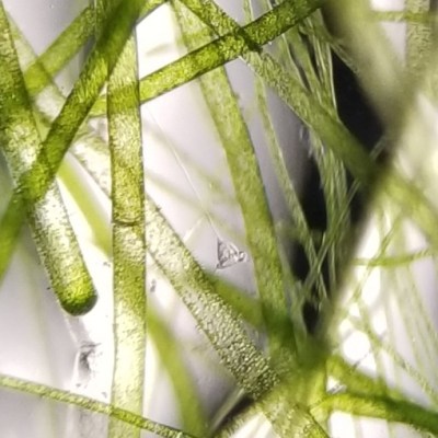 Planted Aquarium Microorganisms&nbsp;#2