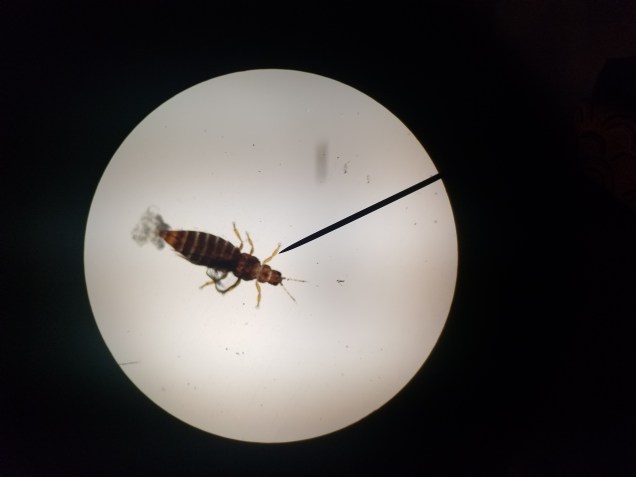 An adult thrip under a microscope, you can see the whole body of the insect.