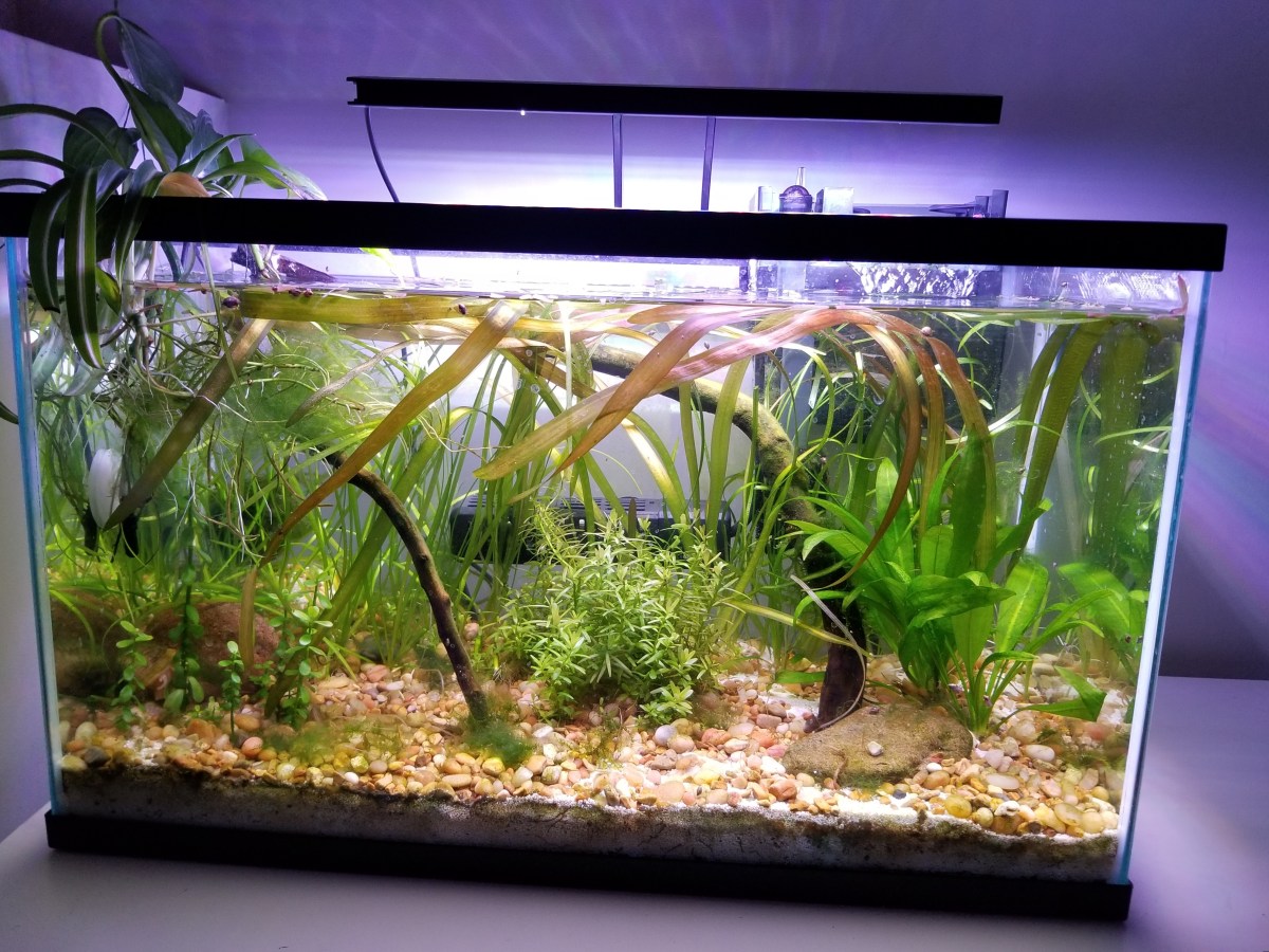 My Planted Aquarium (May&nbsp;2025)