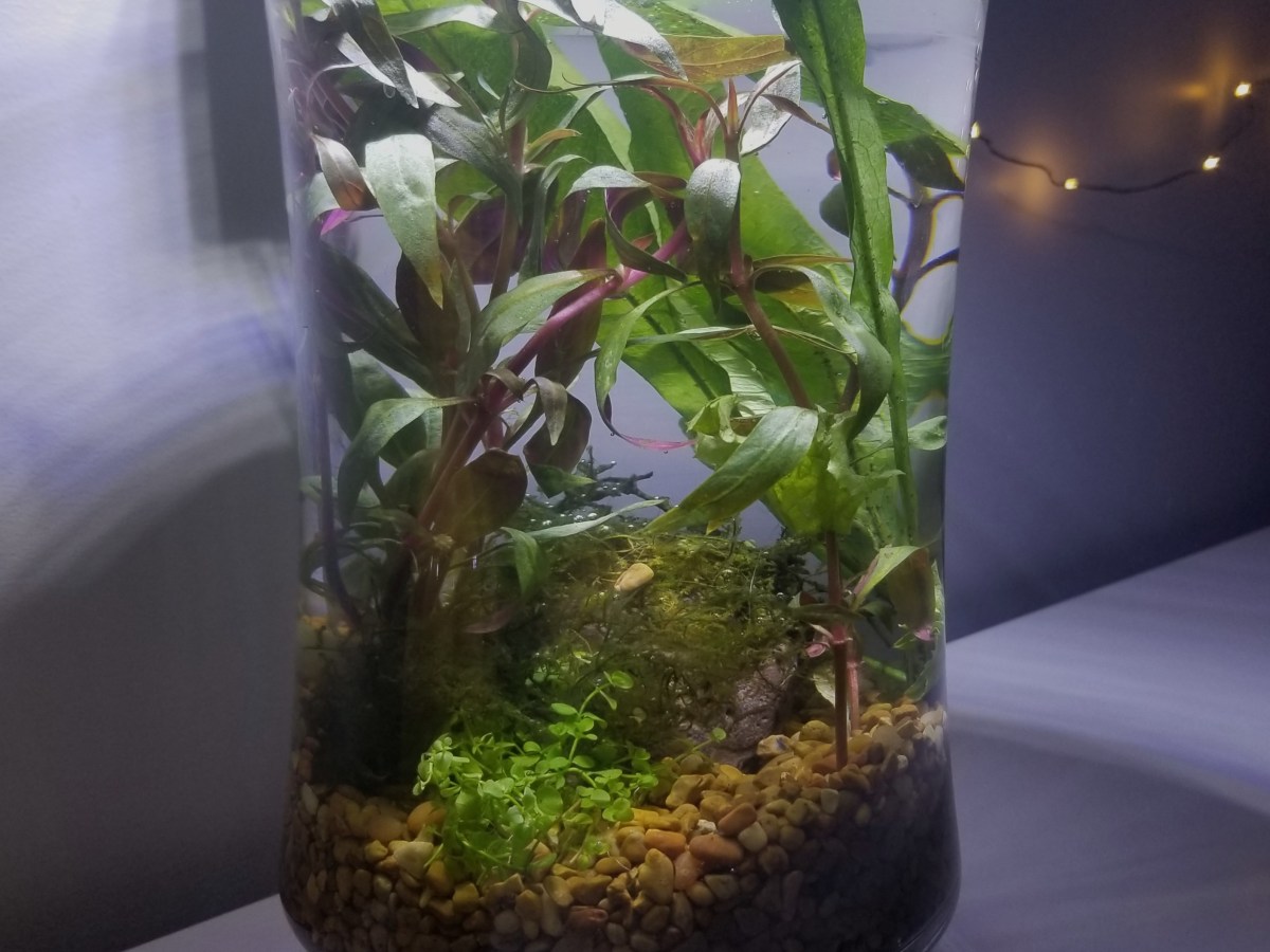 My First Planted Aquatic&nbsp;Vase