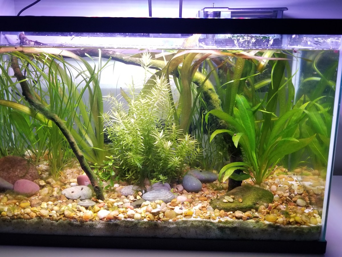 My Planted Aquarium (June&nbsp;2025)