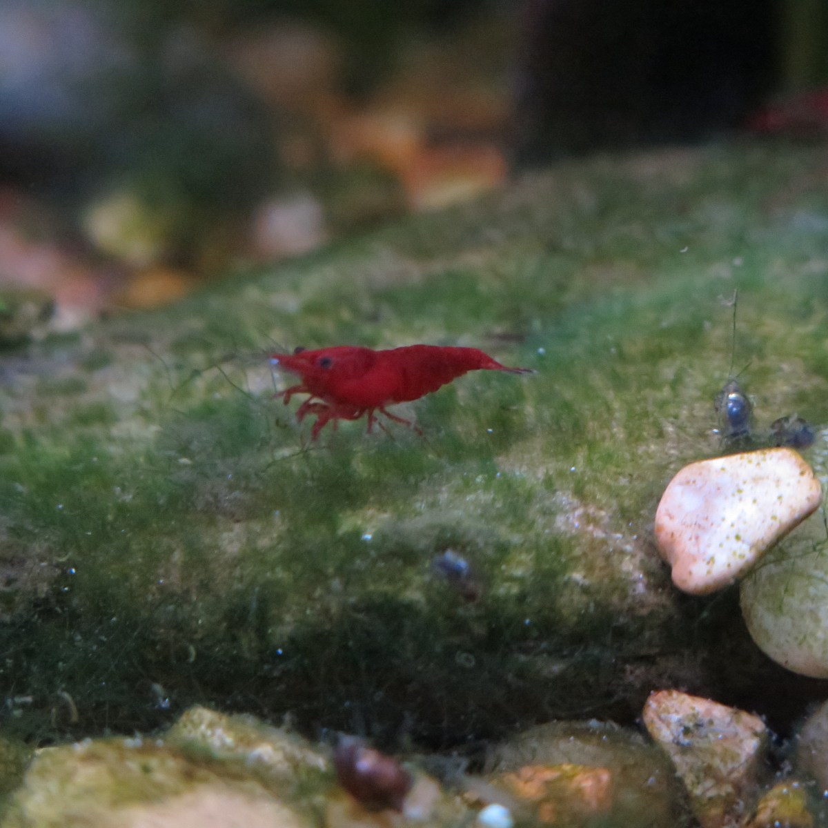 Planted Aquarium Diary: July&nbsp;2025