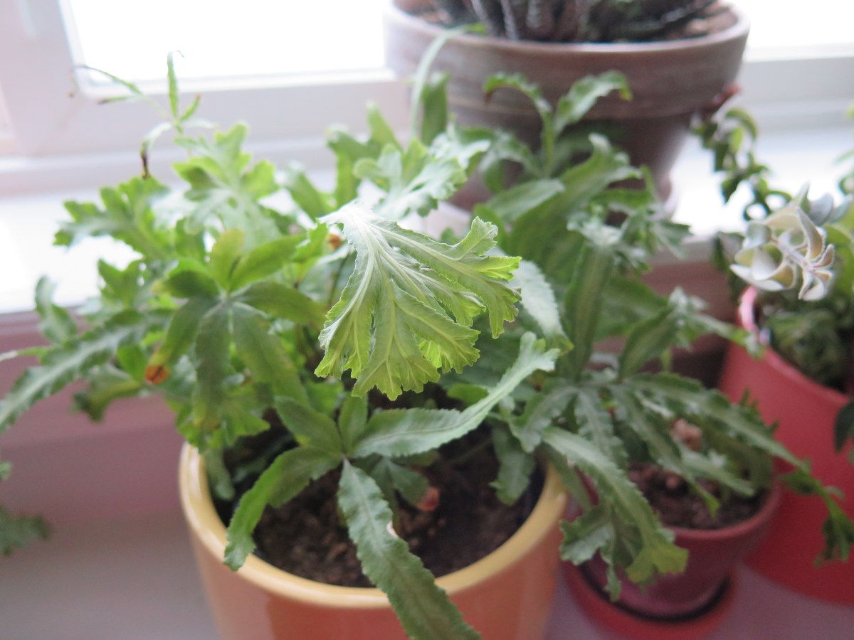 If You Think Your Plant is Dead, Try Moving&nbsp;It!