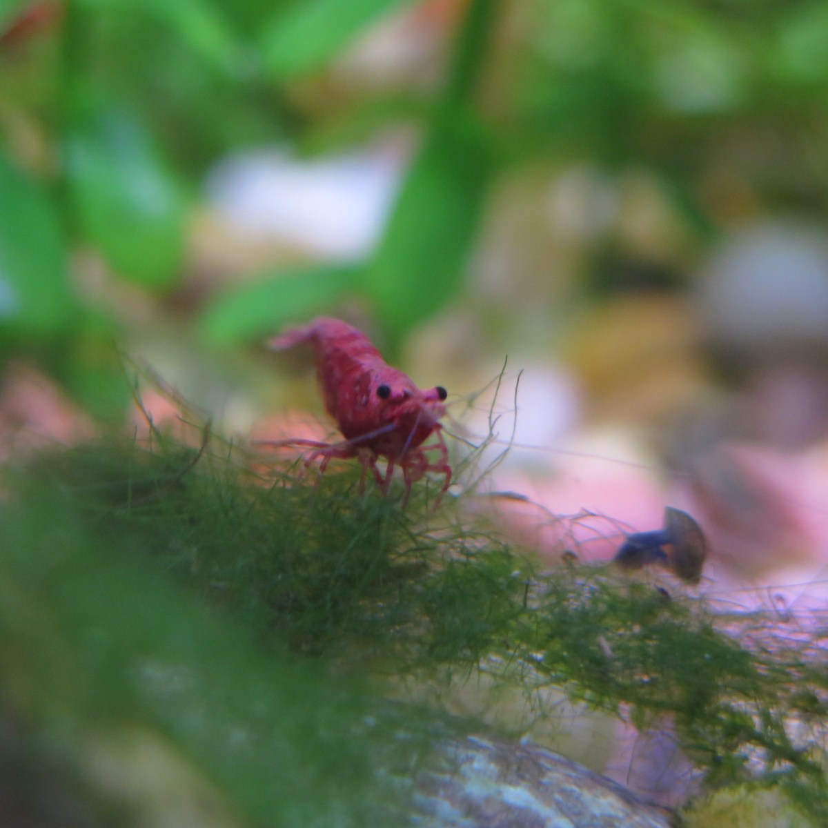 Aquarium Diary: August&nbsp;2025