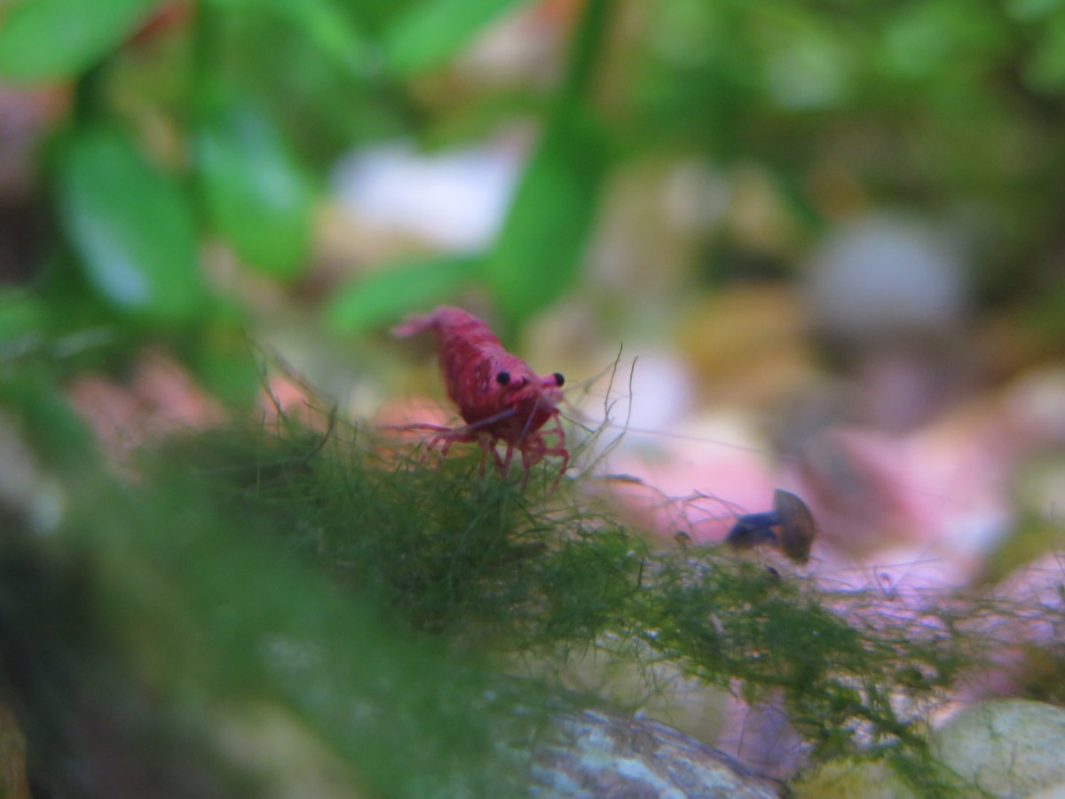 Aquarium Diary: August&nbsp;2025