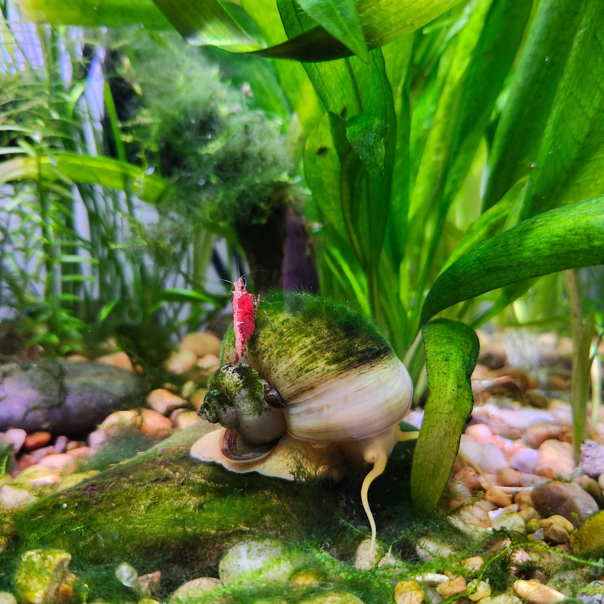 September 2025 Aquarium&nbsp;Diary