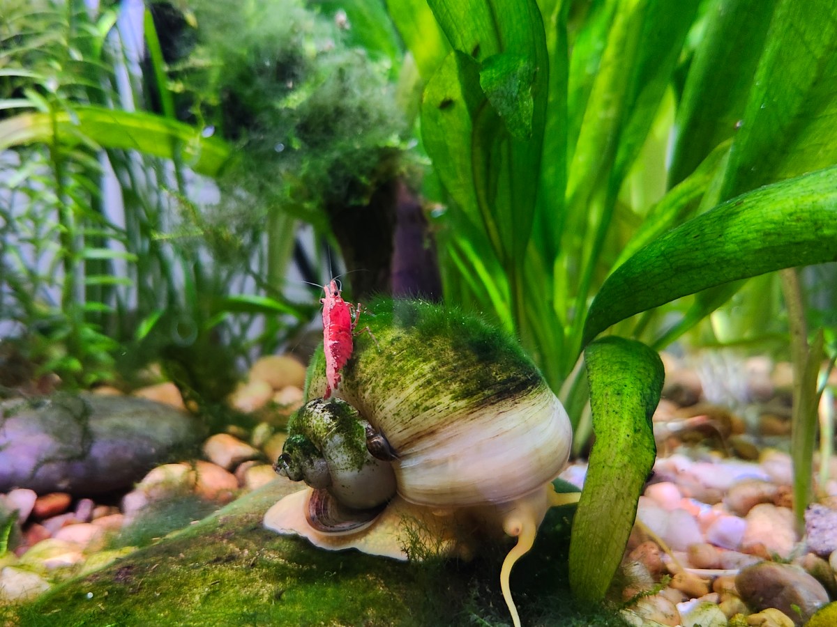 September 2025 Aquarium&nbsp;Diary