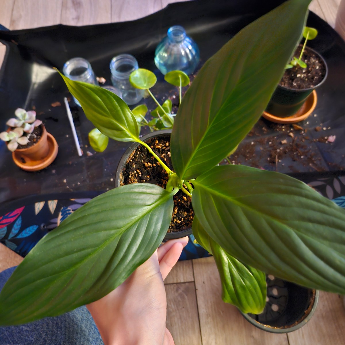 Houseplant Collection Reset