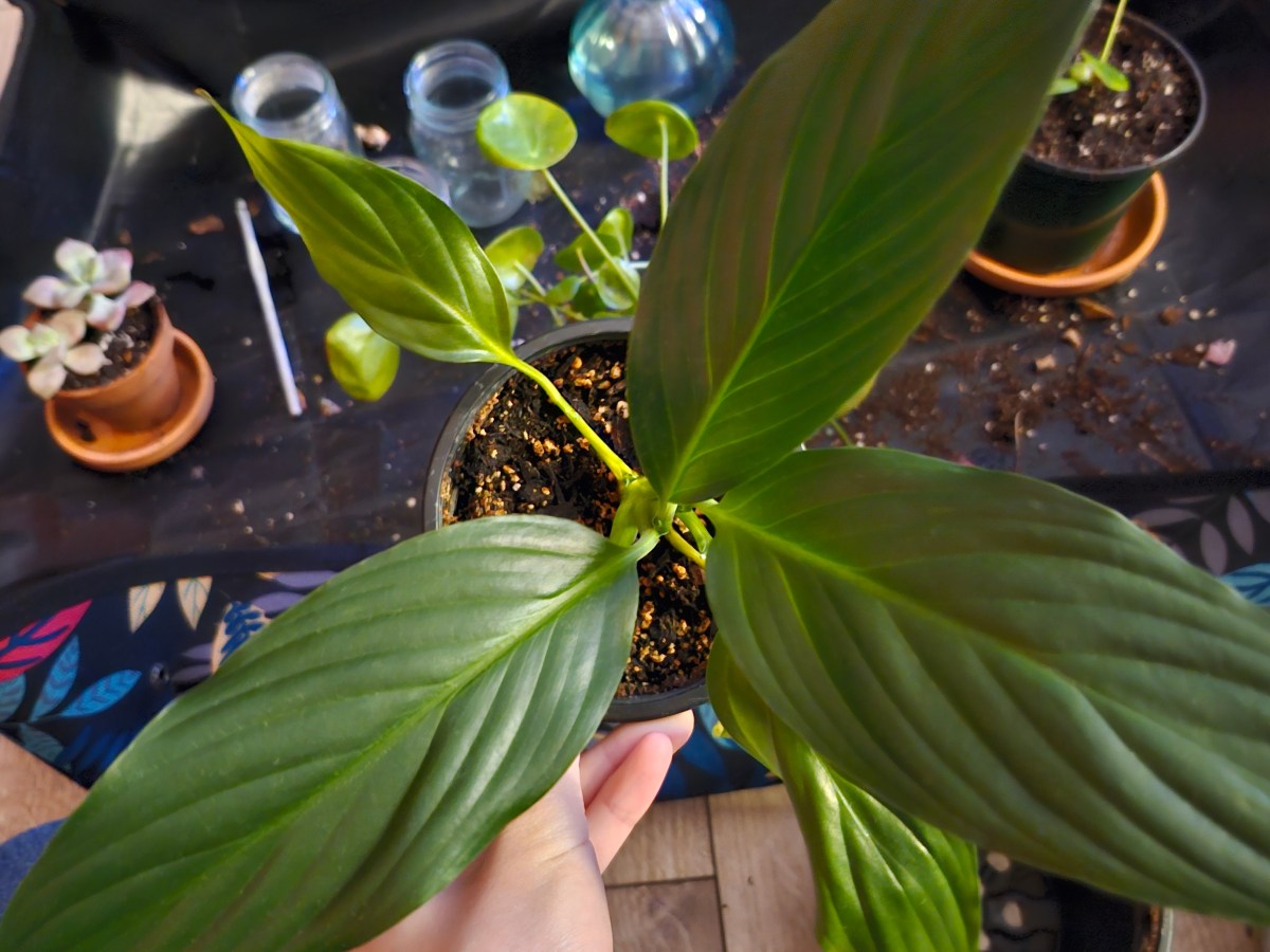 Houseplant Collection Reset