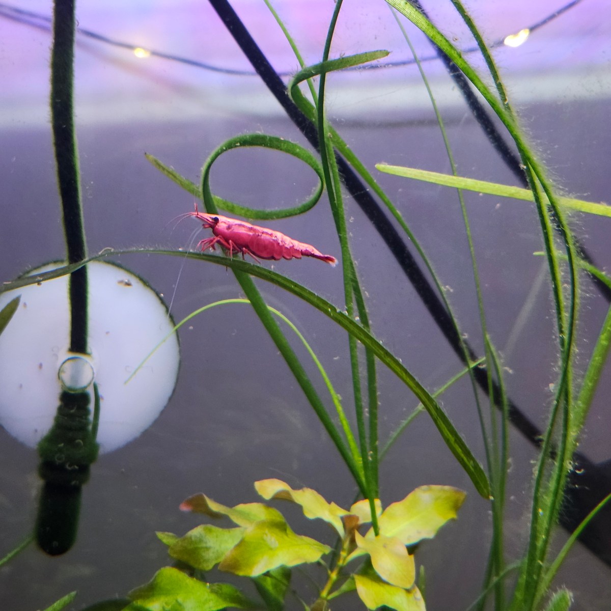 Aquarium Therapy