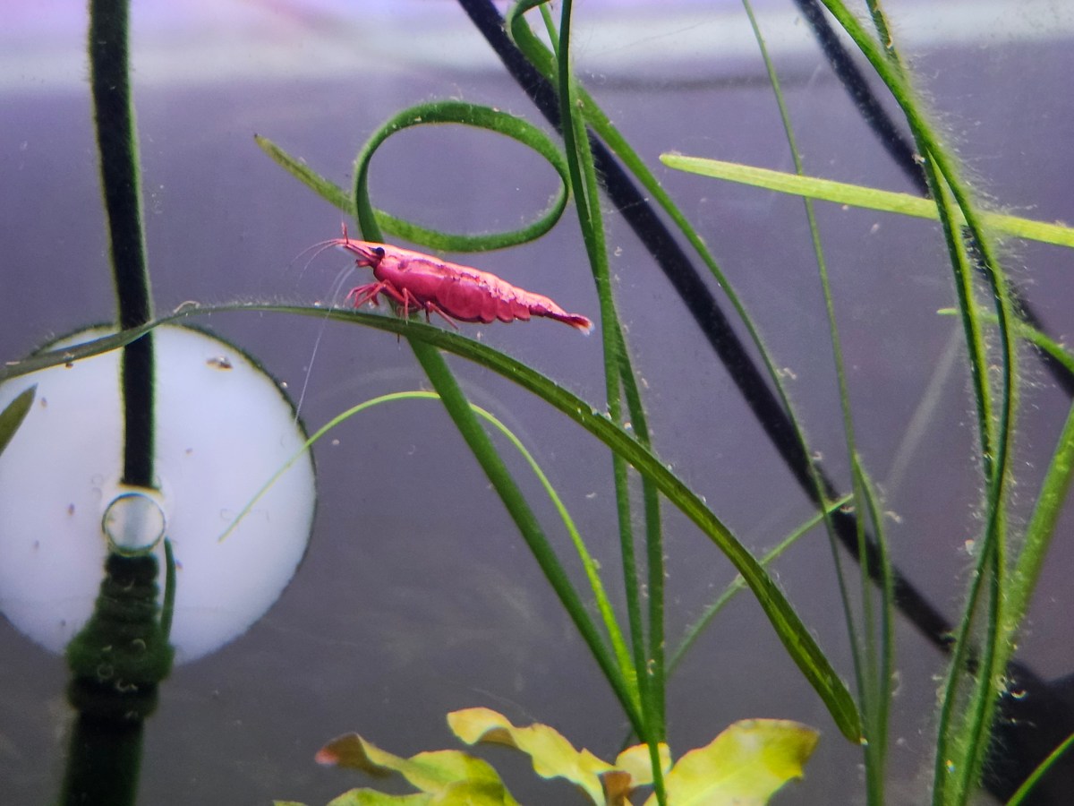 Aquarium Therapy